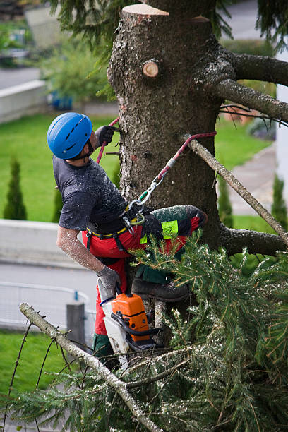 Best Tree Disease Treatment  in Morrice, MI