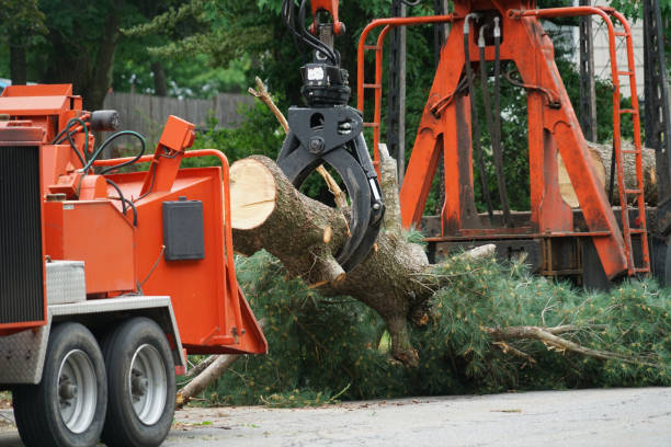 Best Tree and Shrub Care  in Morrice, MI